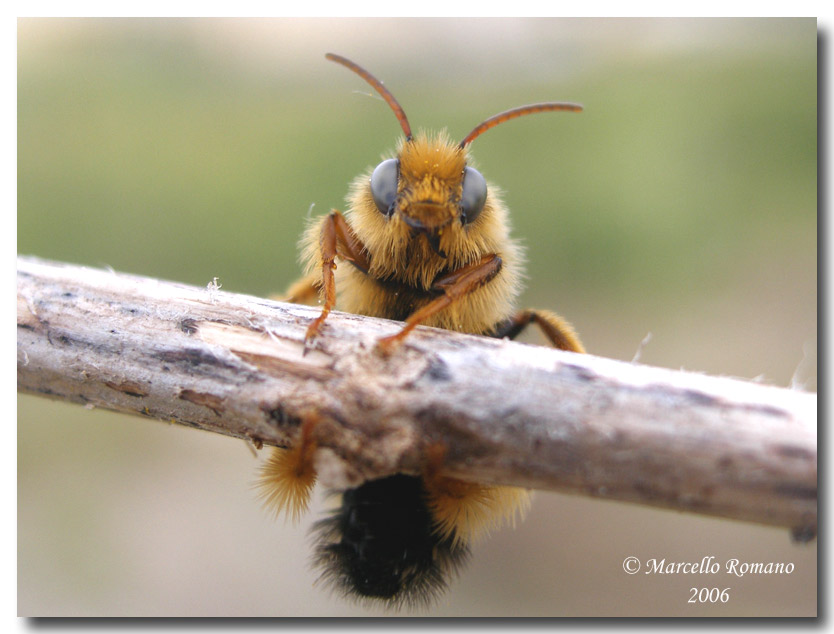 Dasypoda altercator, un Apidae Melittinae che sembra un pelouche